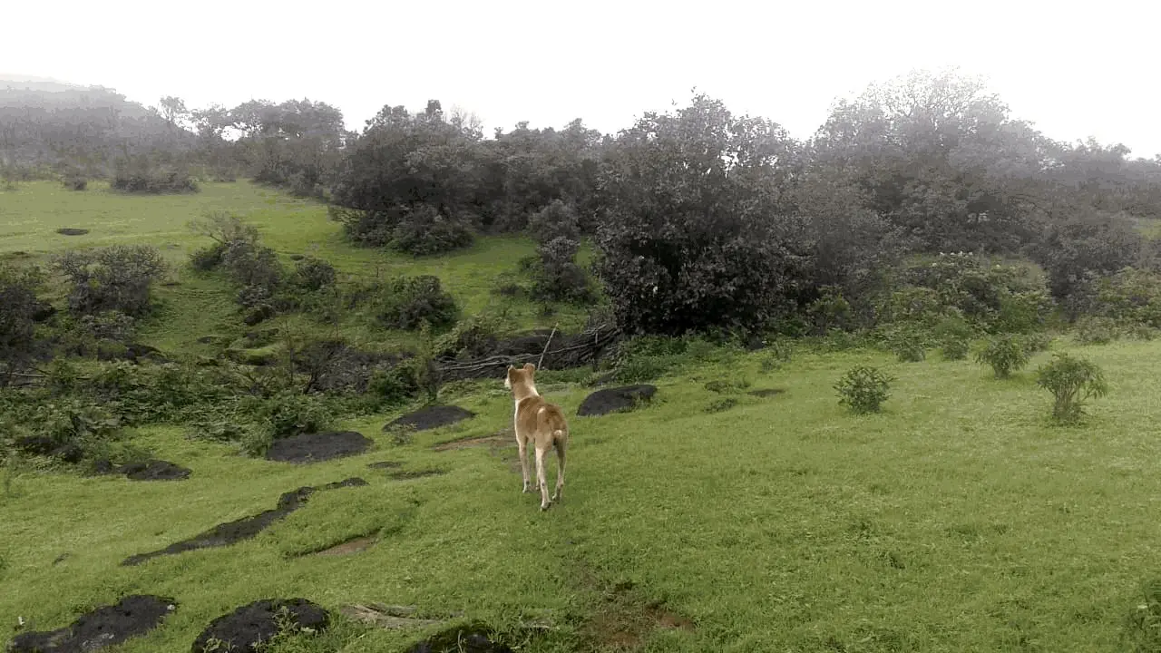 Agri Land - Mahabalehswar-Tapola